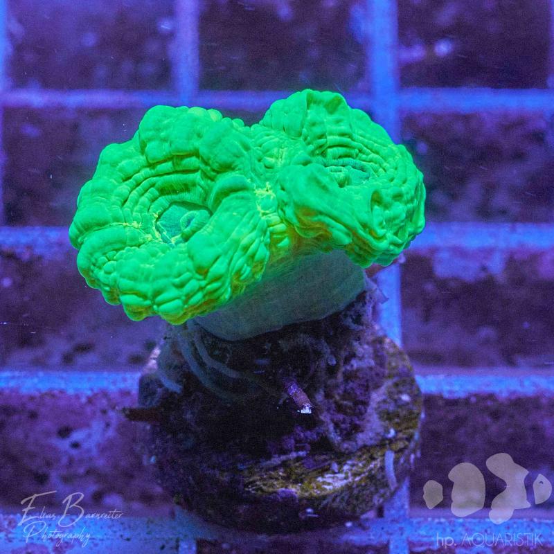 Caulastraea Furcata - Flötenkorall Caulastraea Furcata - Flötenkorall