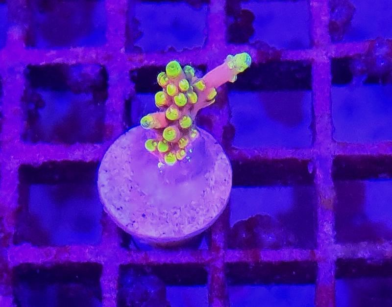 Acropora Candyland Acropora Candyland