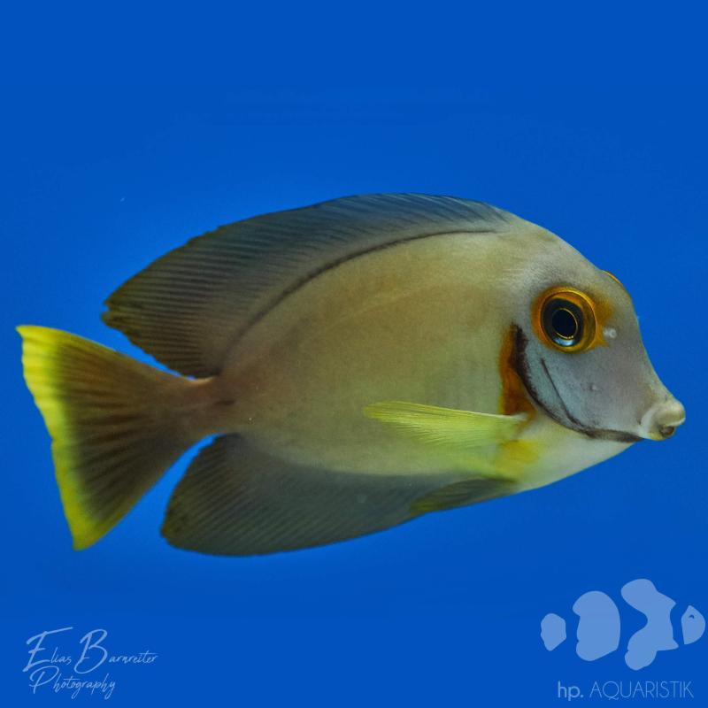 Schokoladen Doktorfisch - Acanthurus pyroferus