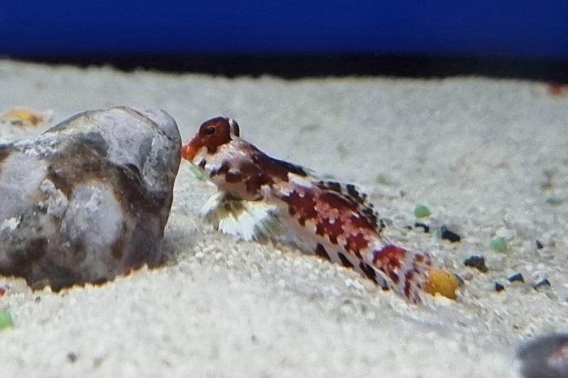 Leierfisch - Synchiropus stellatus Leierfisch - Synchiropus stellatus