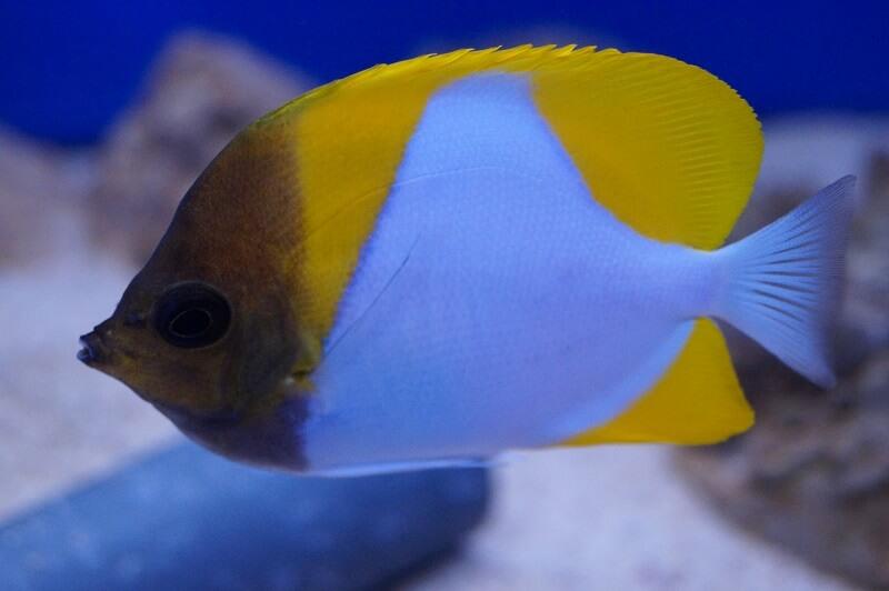 Gelber Pyramiden-Falterfisch - Hemitaurichthys polylepis Gelber Pyramiden-Falterfisch - Hemitaurichthys polylepis