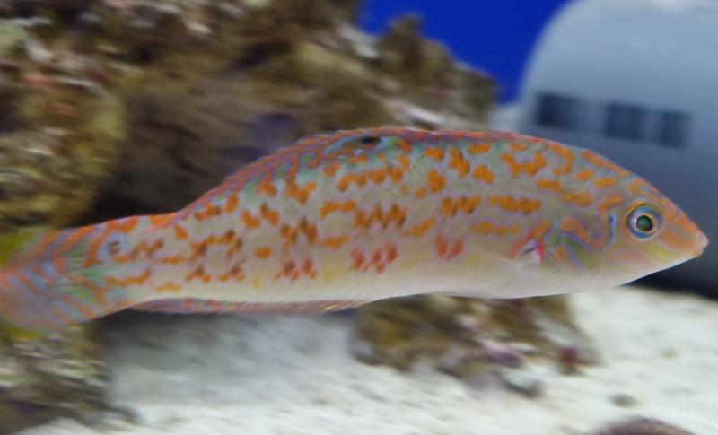 Timor Lippfisch - Halichoeres timorensis