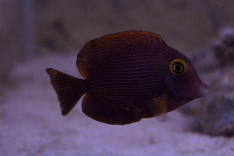 Goldringborstenzahn Doktorfisch - Ctenochaetus strigosus Goldringborstenzahn Doktorfisch - Ctenochaetus strigosus