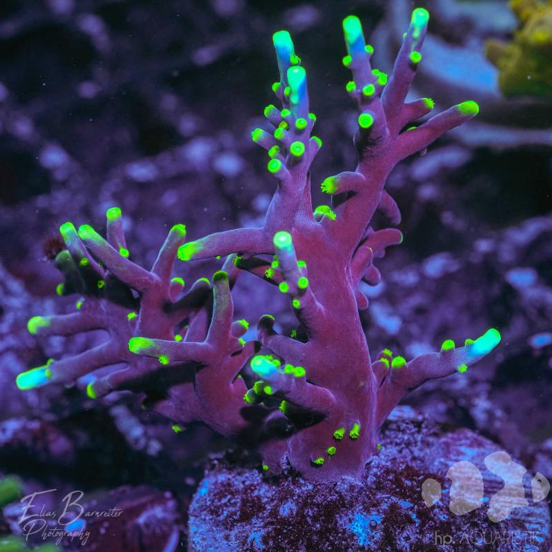 Acropora Echinata Yellow Tips