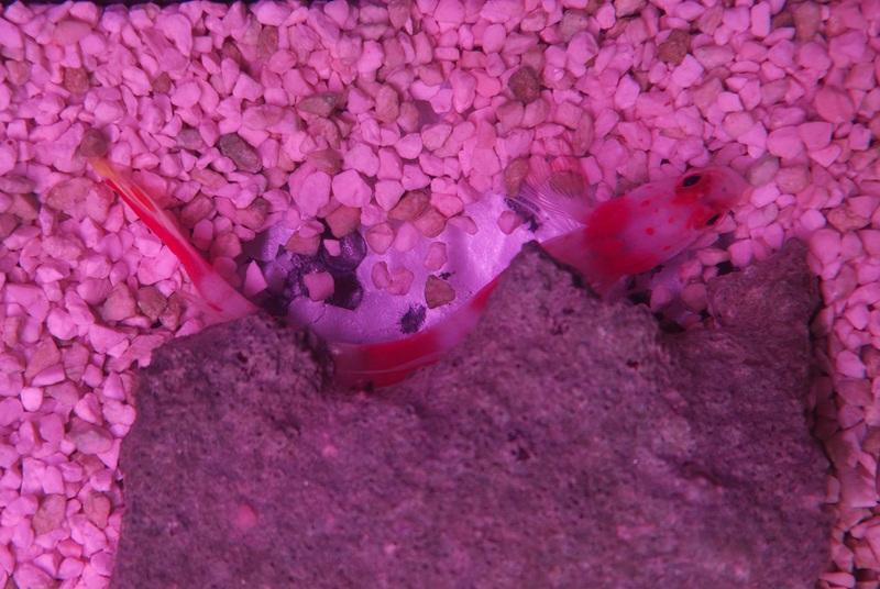 Pinkband Partnergrundel - Amblyeleotris Aurora