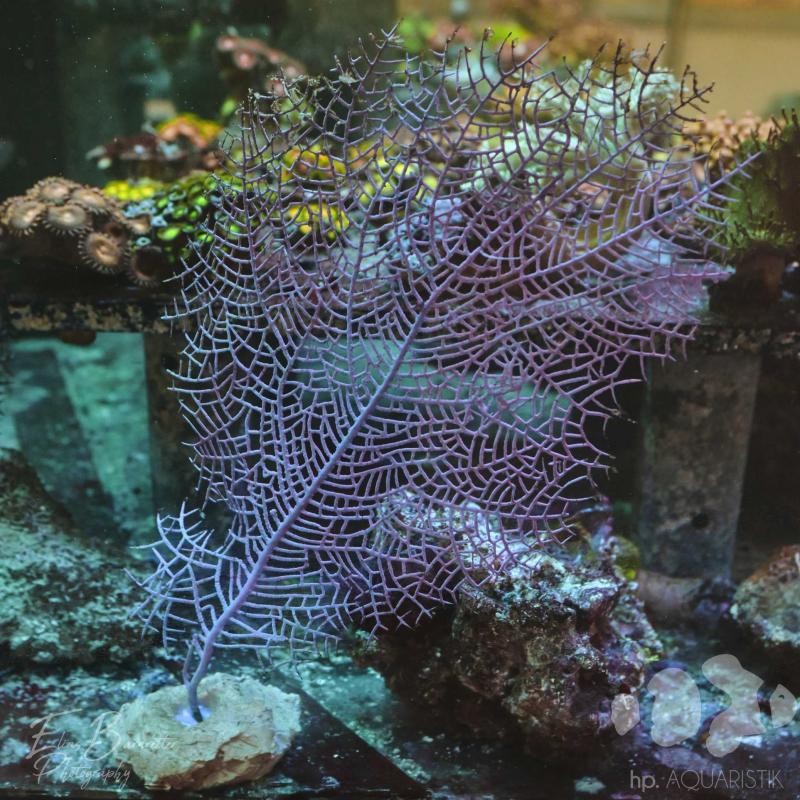 Gorgonien Fächer - Gorgonia ventalin