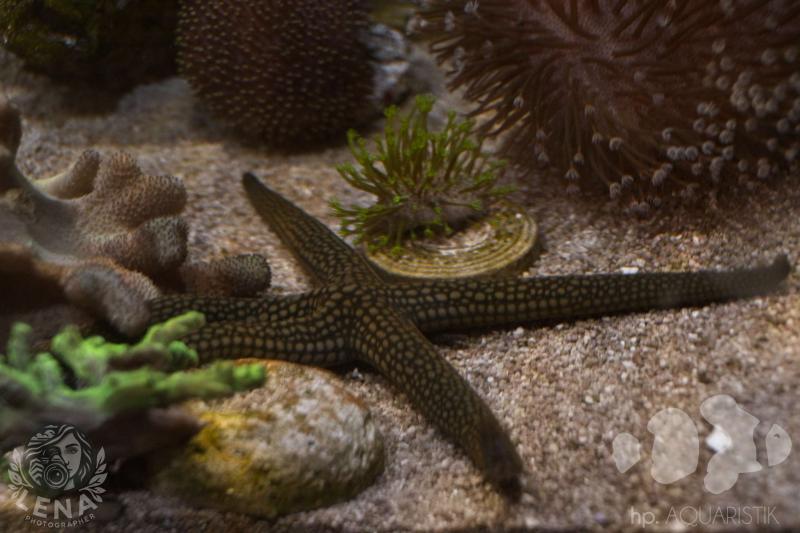 Galatheas Seestern - Nardoa galatheae