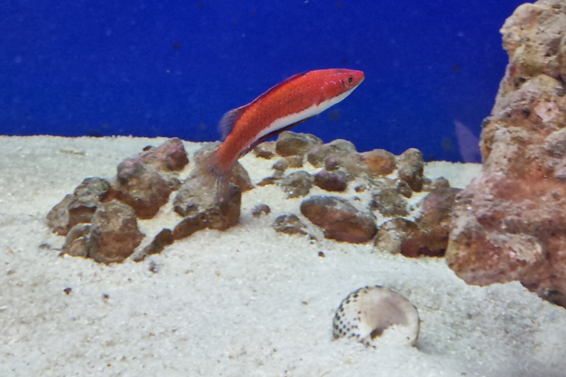 Geselliger Zwerglippfisch - Cirrhilabrus rubriventralis Geselliger Zwerglippfisch - Cirrhilabrus rubriventralis