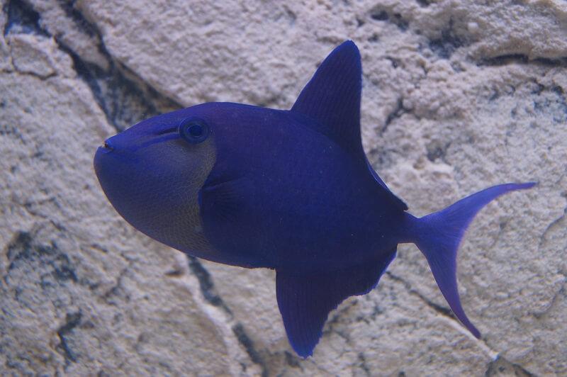 Rotzahn Drücker - Odonus niger Rotzahn Drücker - Odonus niger