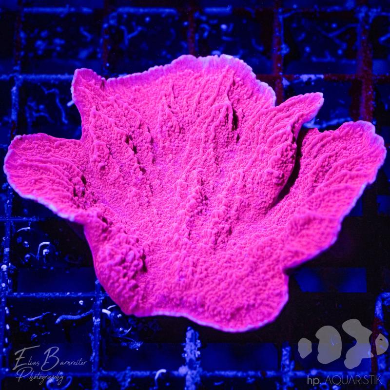 Montipora Platte Super Pink