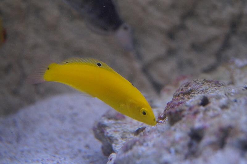 Kanarien-Lippfisch - Halichoeres chrysus Kanarien-Lippfisch - Halichoeres chrysus