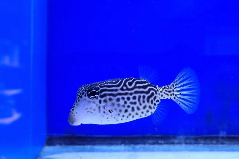 Netz Kofferfisch - Ostracion solorensis Netz Kofferfisch - Ostracion solorensis