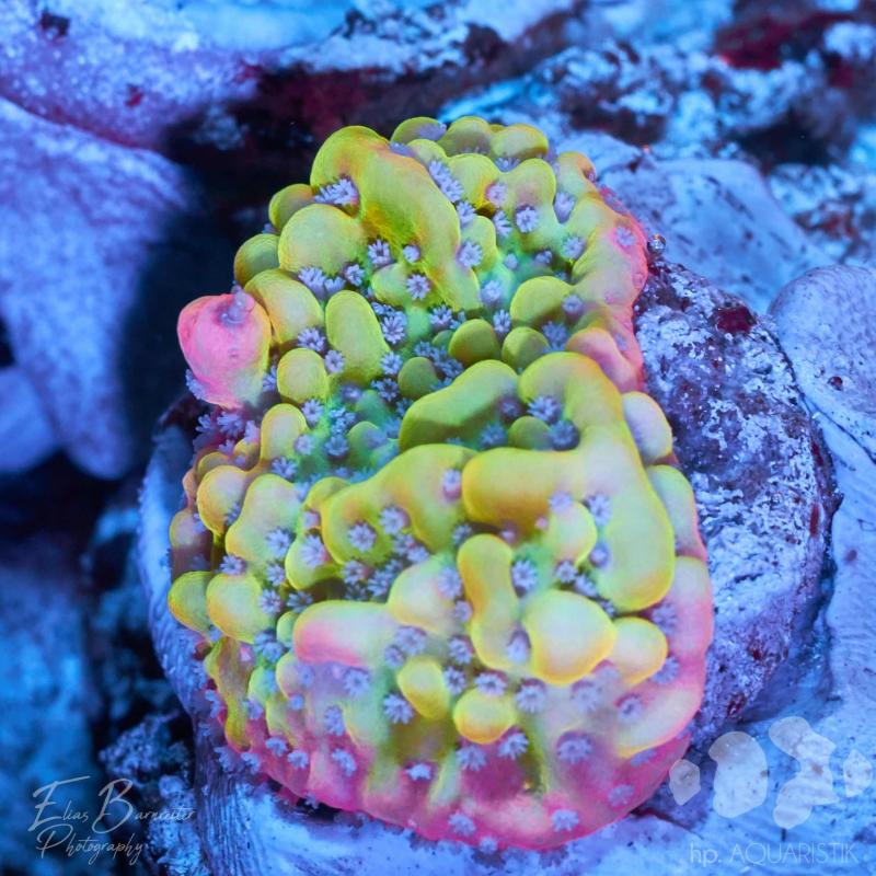 Montipora Juggernaut