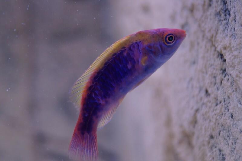 Lubbocks Zwerglippfisch - Cirrhilabrus lubbocki Lubbocks Zwerglippfisch - Cirrhilabrus lubbocki