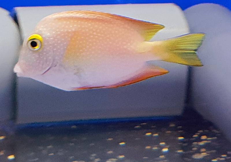 Indischer Goldringdoktor - Ctenochaetus truncatus Indischer Goldringdoktor - Ctenochaetus truncatus