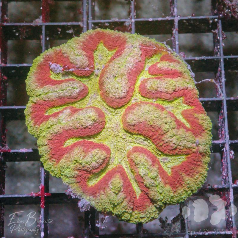 Lobophyllia Ultra XL