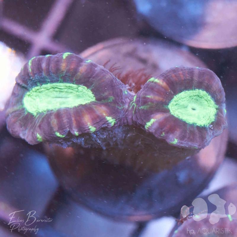 Caulastraea Big - Flötenkorall