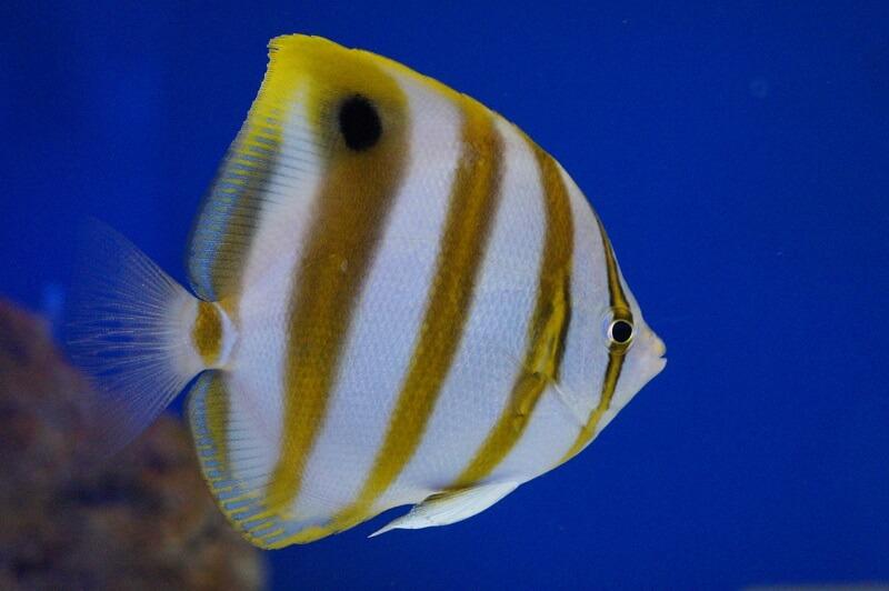 Fünfbinden-Falter - Parachaetodon ocellatus Fünfbinden-Falter - Parachaetodon ocellatus