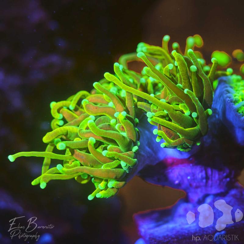 Euphyllia Holy Guacamole