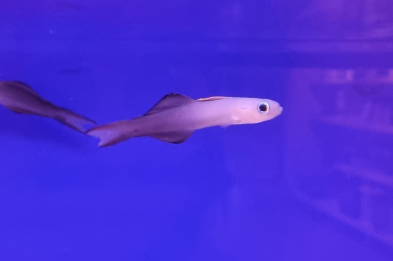 Scherenschwanz Torpedogrundel - Ptereleotris evides Scherenschwanz Torpedogrundel - Ptereleotris evides