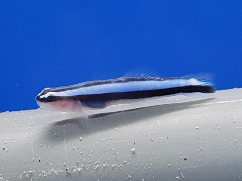 Putzer Neongrundel Nachzucht - Elacatinus oceanops Putzer Neongrundel Nachzucht - Elacatinus oceanops