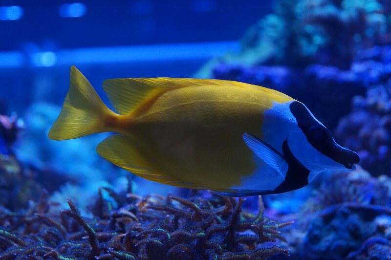 Fuchsgesicht - Siganus vulpinus Fuchsgesicht - Siganus vulpinus