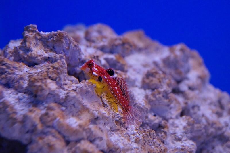 Mandarinfisch Leierfisch - Synchiropus sycorax (moyeri) Mandarinfisch Leierfisch - Synchiropus sycorax (moyeri)