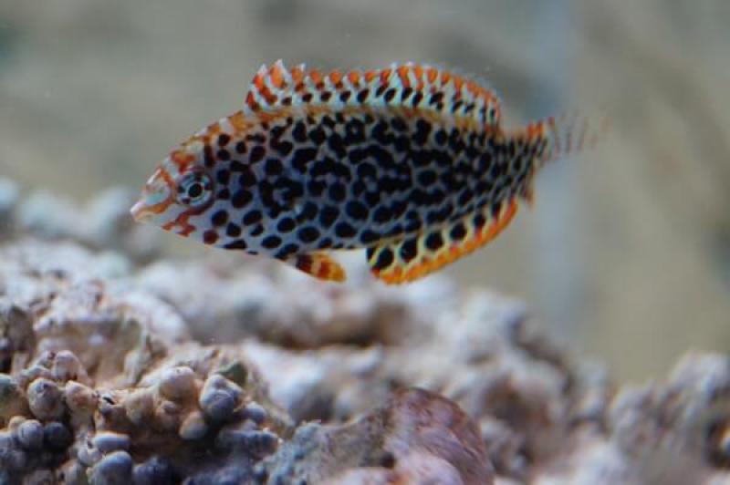 Leoparden-Junker - Macropharyngodon meleagris