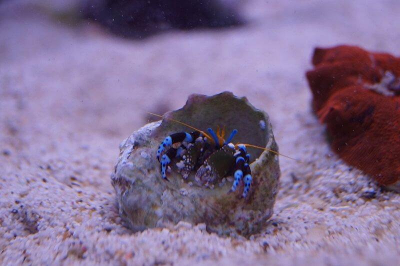 Blauer Halloween-Einsiedlerkrebs - Calcinus elegans