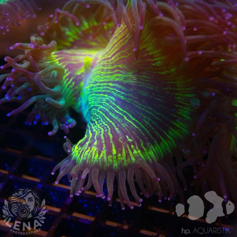 Wunderkoralle - Catalaphyllia jardinei Wunderkoralle - Catalaphyllia jardinei