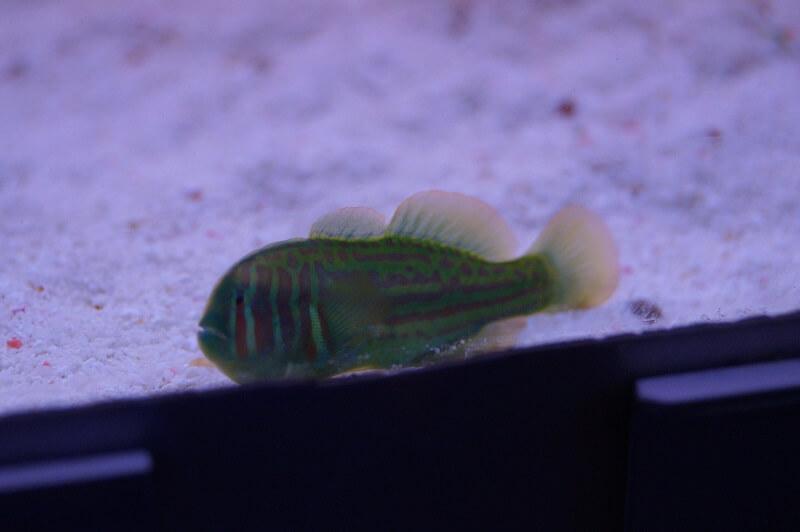 Blaupunkt Korallengrundel - Gobiodon histrio