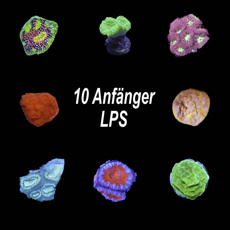 Einsteiger-Korallenset Lps - 10 Stk