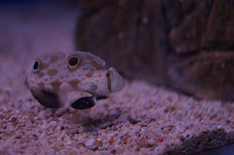 Krabbenaugengrundel PAAR & Nachzuchten - Signigobius biocellatus PAAR Krabbenaugengrundel PAAR & Nachzuchten - Signigobius biocellatus PAAR