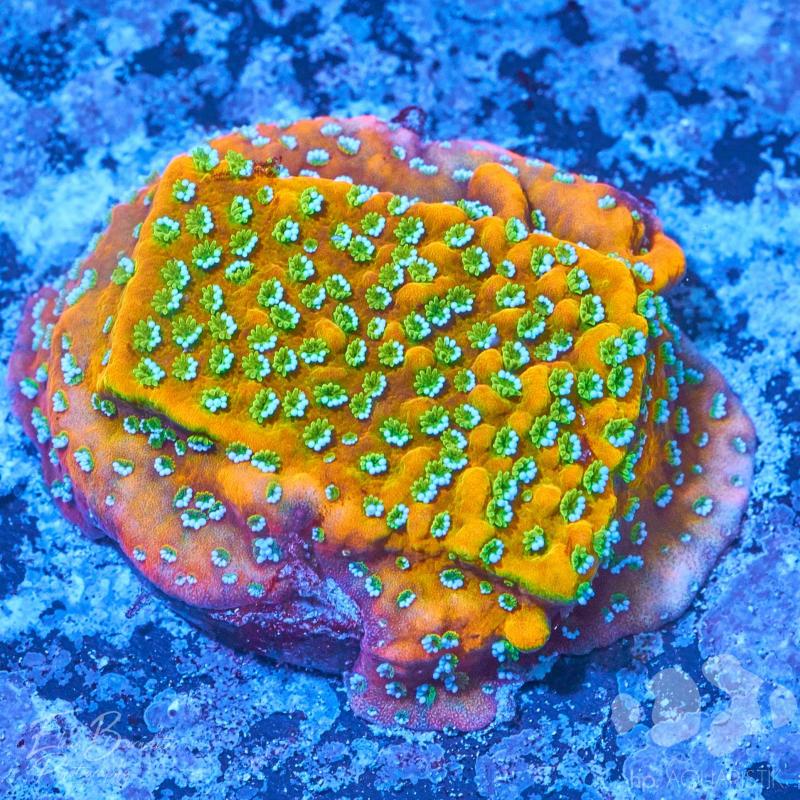 Montipora Gold Rush Montipora Gold Rush