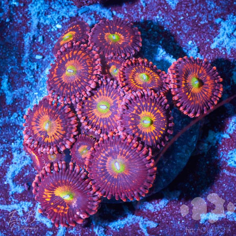 Zoanthus Alien Antivenom Zoanthus Alien Antivenom