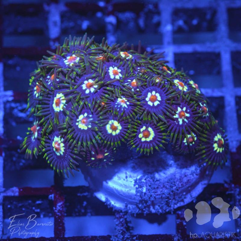 Zoanthus Blümchen 2 Polype