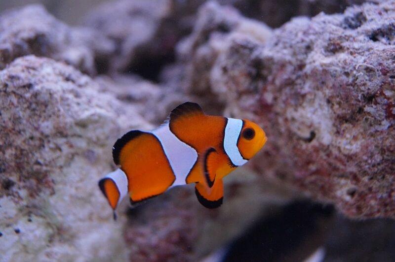 Anemonenfisch wildfarben Nachzucht - Amphiprion ocellaris