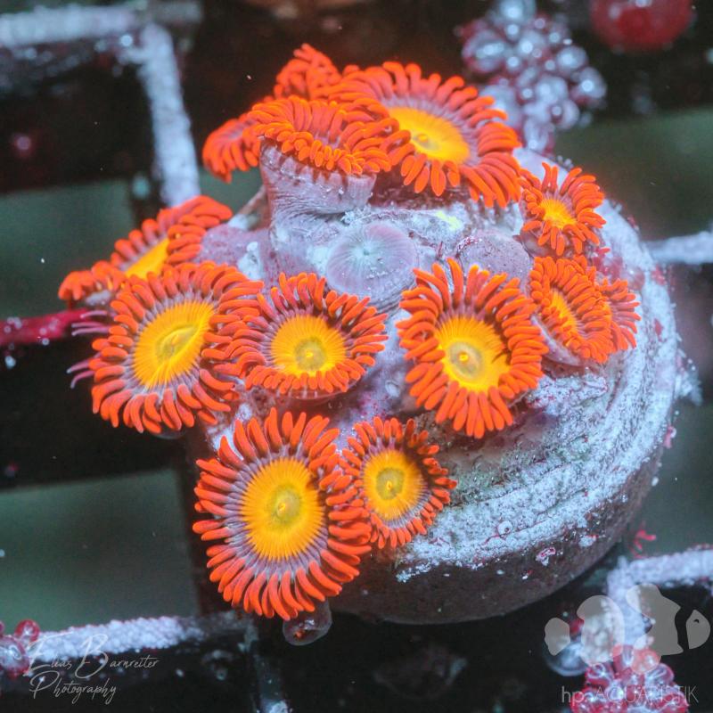 Zoanthus Super Orange Zoanthus Super Orange