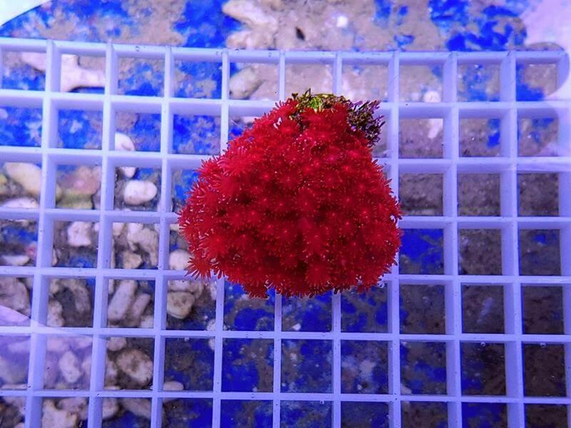 Goniopora ultra red Goniopora ultra red