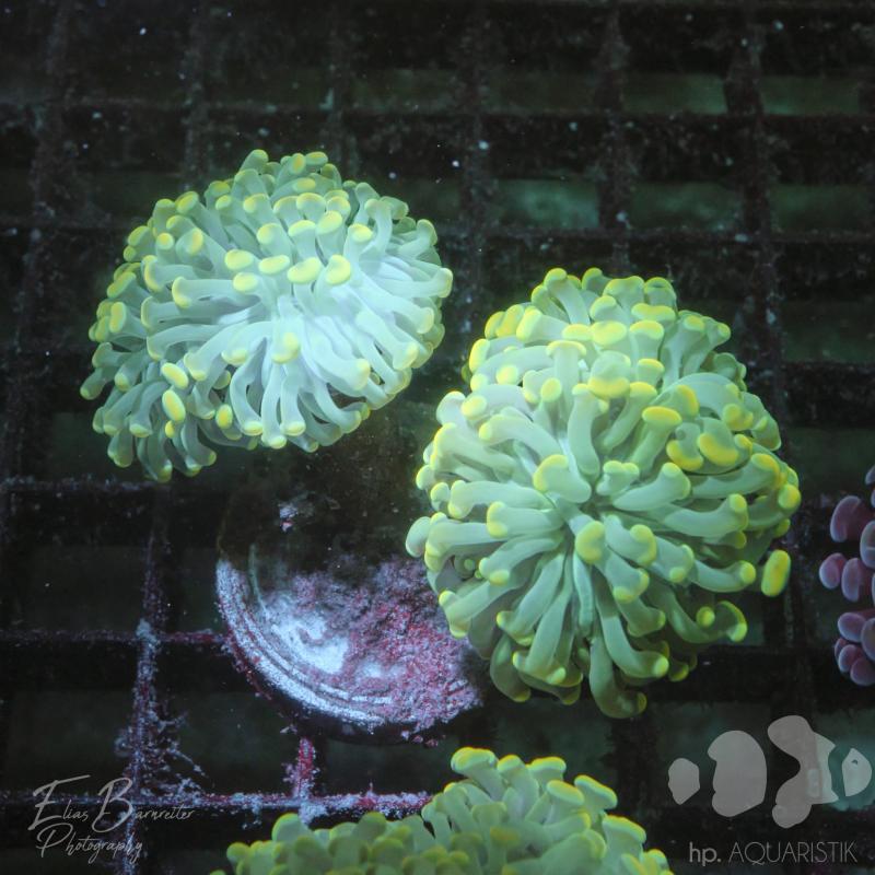 Euphyllia Grün/Gold Hammer