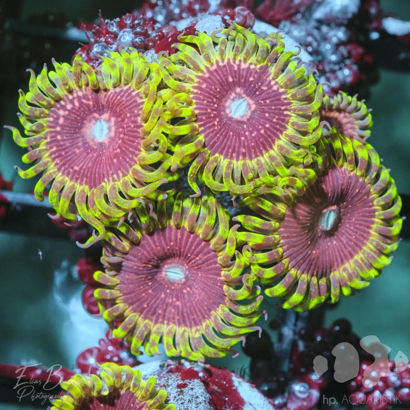 Zoanthus Space Invader Zoanthus Space Invader