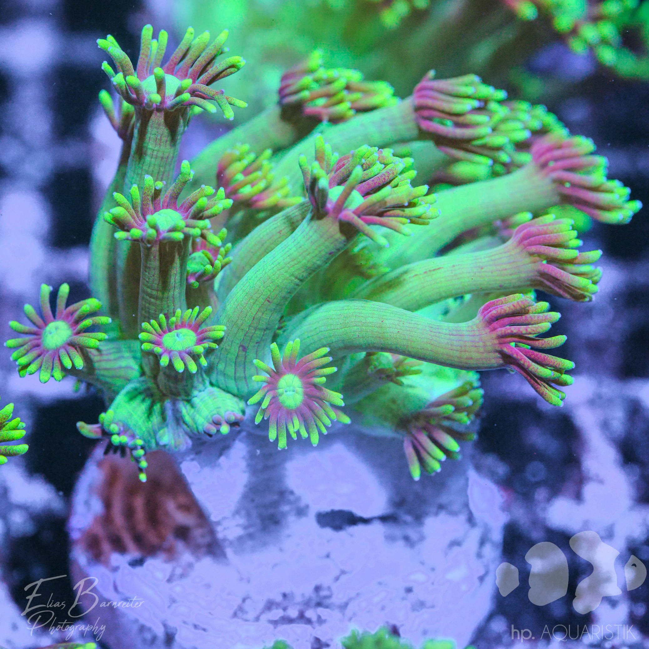 Goniopora grün/lila