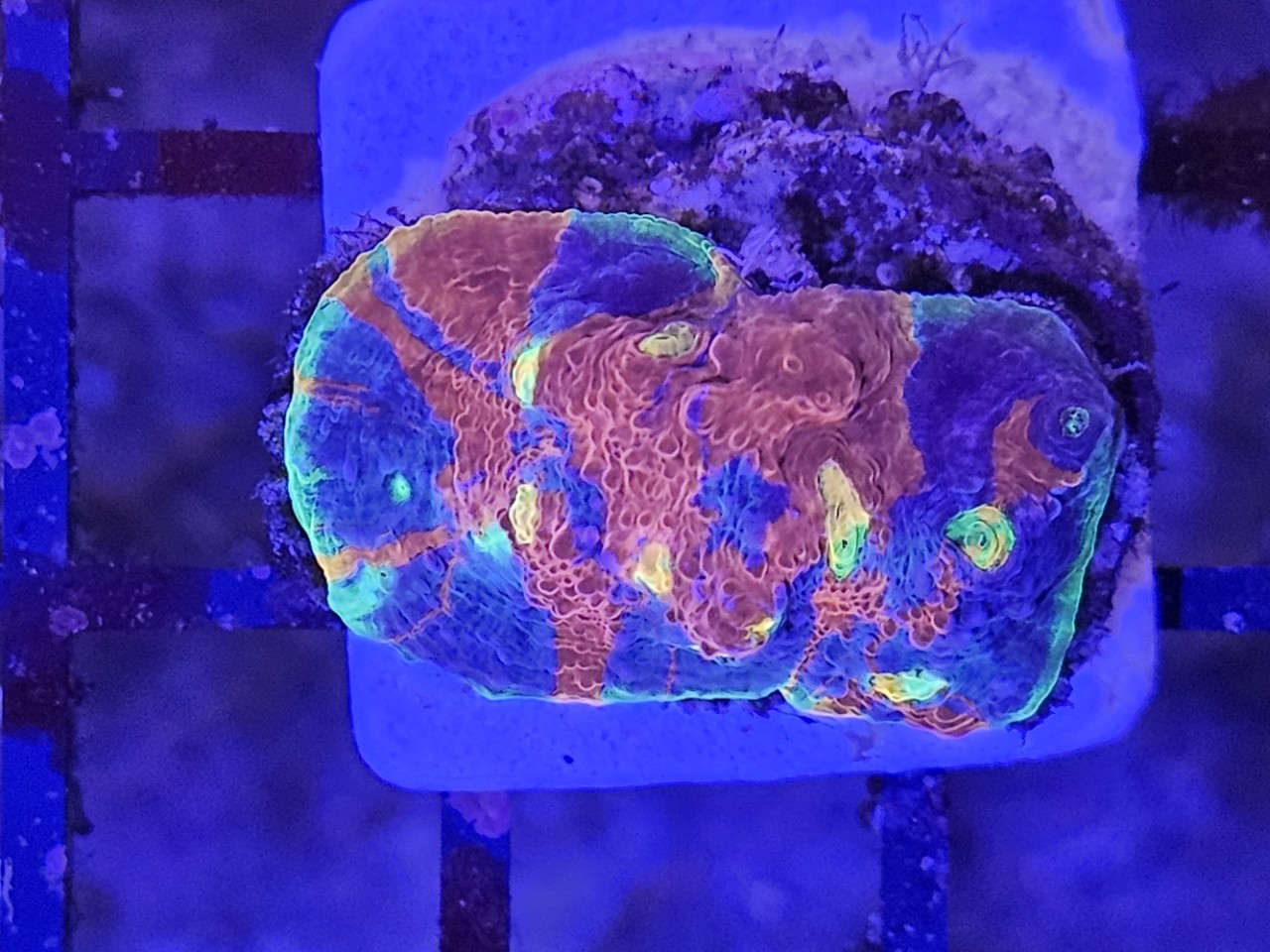 Chalice Flaming Bugatti ultra 1