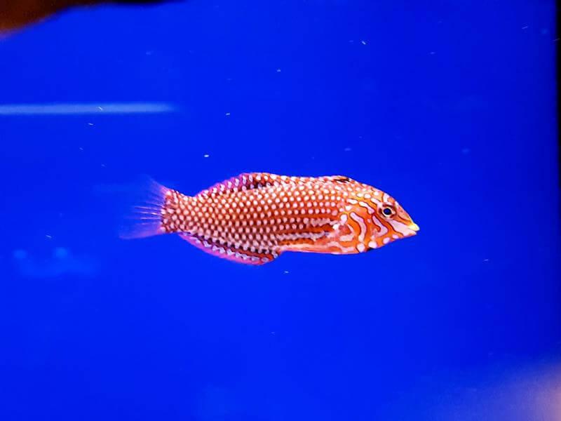 Leoparden-Junker - Macropharyngodon ornatus Leoparden-Junker - Macropharyngodon ornatus