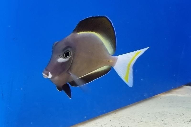 Samtdoktorfisch - Acanthurus nigricans