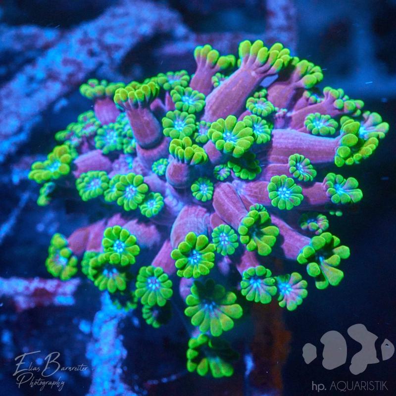 Margeritenkoralle - Alveopora tizardi Margeritenkoralle - Alveopora tizardi