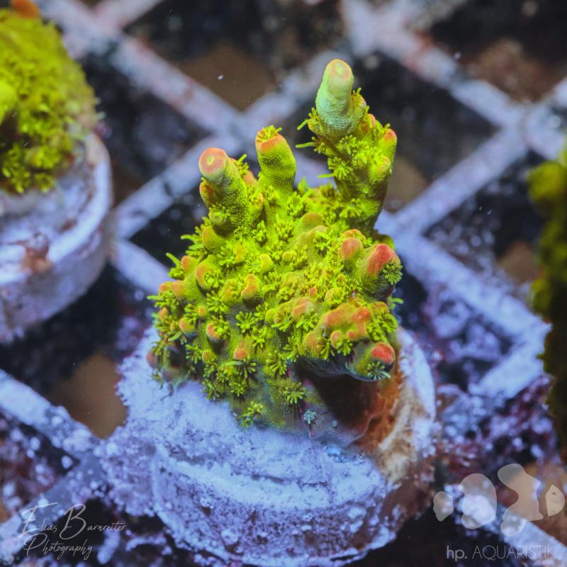 Acropora Burning Lemon Acropora Burning Lemon