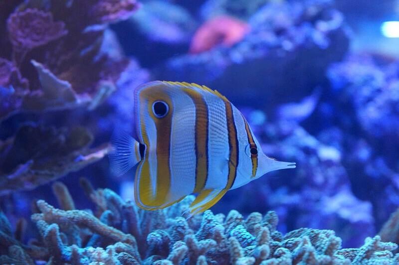 Kupferbinden-Pinzettfisch - Chelmon rostratus Kupferbinden-Pinzettfisch - Chelmon rostratus