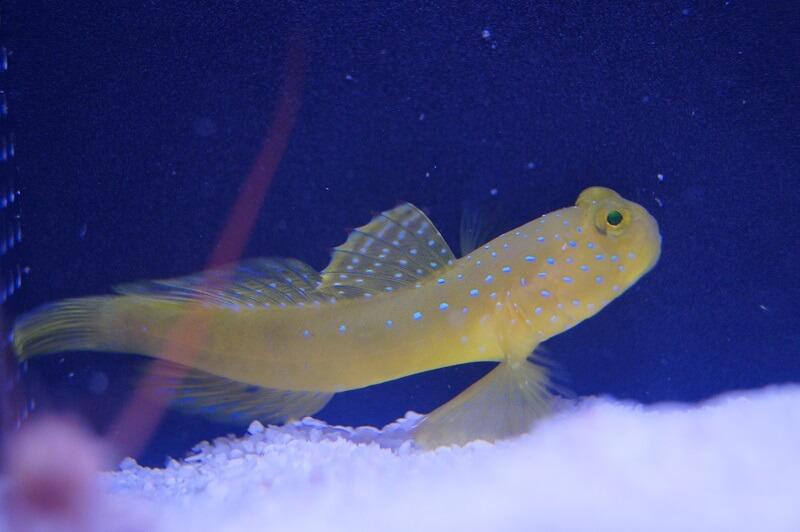 Zitronen-Wächtergrundel - Cryptocentrus cinctus