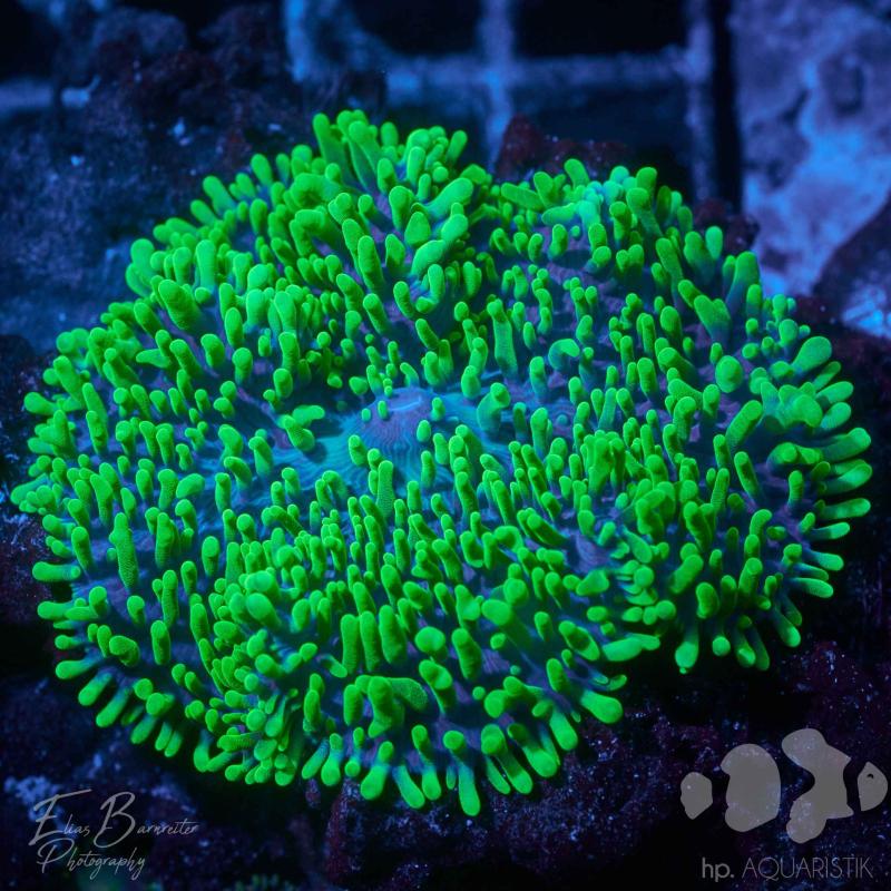 Scheibenanemone - Rhodactis Rhodostoma Scheibenanemone - Rhodactis Rhodostoma